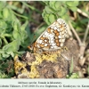 melitaea aurelia verblyudka female in laboratory 3